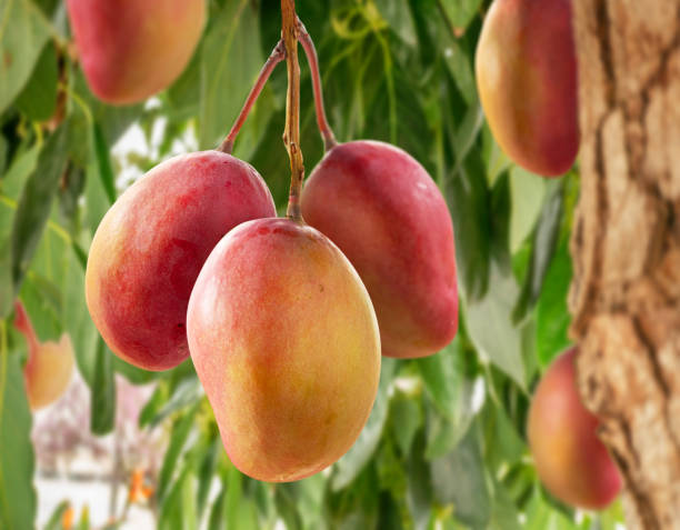 Mangoes